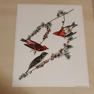 Poster of John James Audubon rendering of Purple Finch, 1827